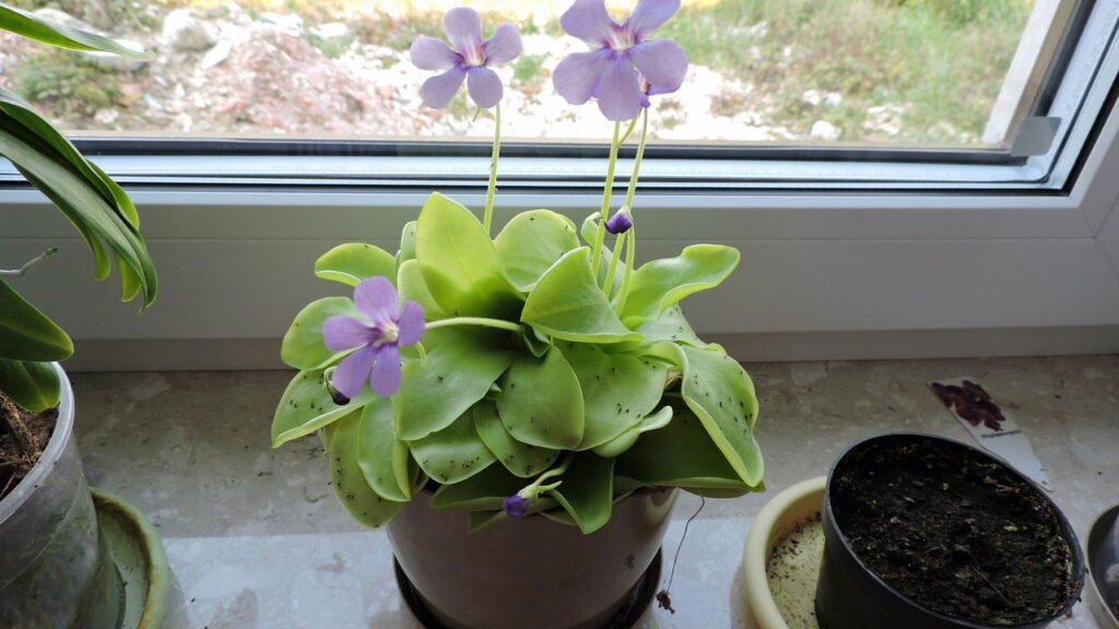 Veja como cuidar de plantas carnívoras em ambientes internos