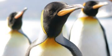 O ritual mais encantador dos pinguins que garante a sobrevivência através de um gesto de amor