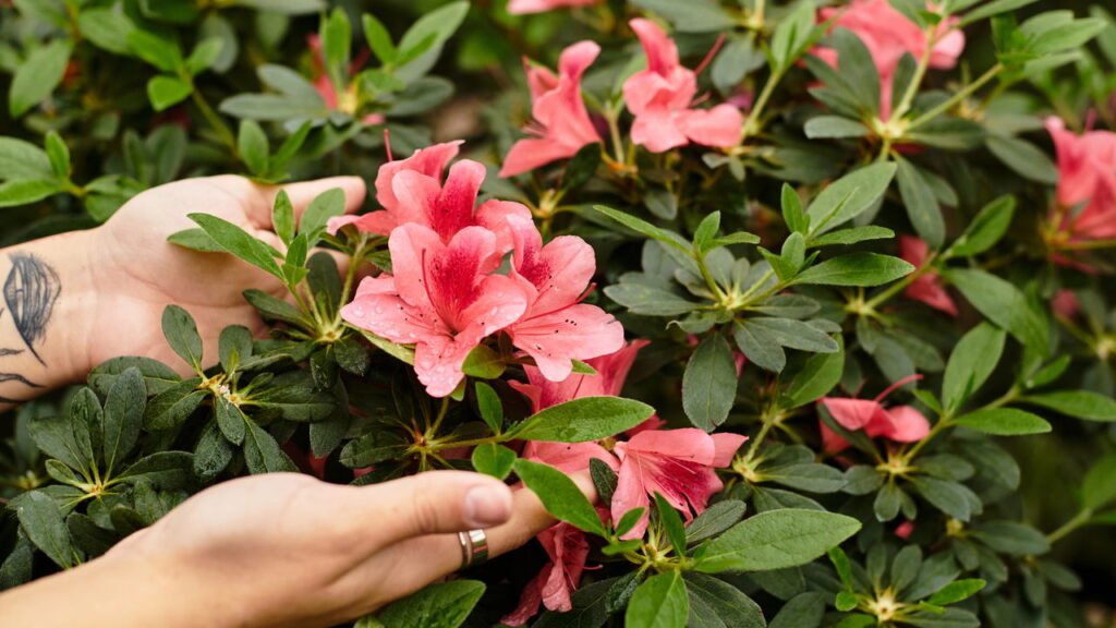 A melhor maneira de cultivar rosas em vasos e mantê-las lindas o ano inteiro