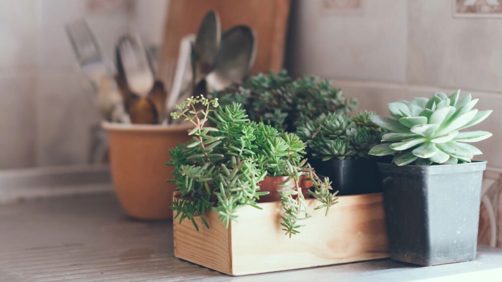As melhores plantas para se ter na cozinha que ajudam a melhorar a qualidade do ar