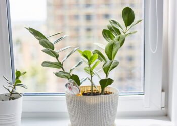 Plantas que deixam sua cozinha mais bonita e purificam o ar