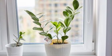 Plantas - Créditos: depositphotos.com / Dimanikin