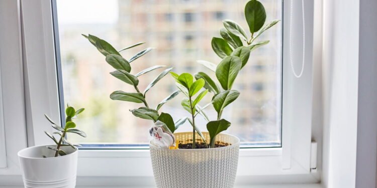 Plantas - Créditos: depositphotos.com / Dimanikin