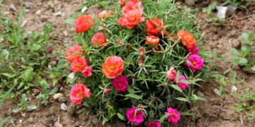 Como plantar flor das onze horas e encher o jardim de cores