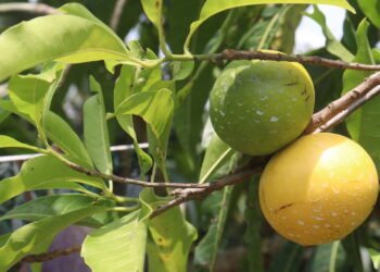 Veja como plantar uma fruta tropical que frutifica rápido e é fácil de cuidar
