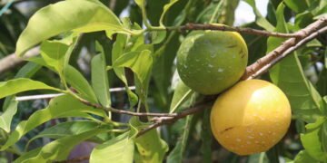 Veja como plantar uma fruta tropical que frutifica rápido e é fácil de cuidar