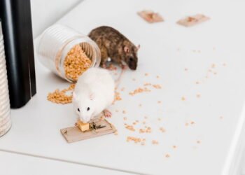 Esses itens estão atraindo ratos para sua casa sem você notar