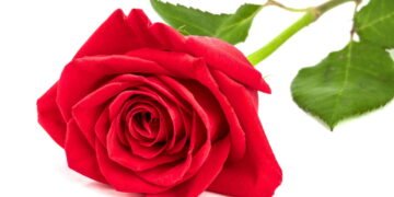 A melhor maneira de cultivar rosas em vasos e mantê-las lindas o ano inteiro