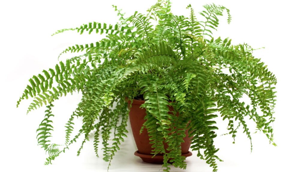 7 plantas de interior perfeitas para quem tem pouco tempo