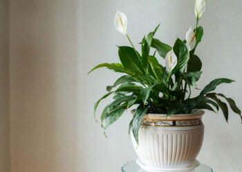 Como cuidar do lírio-da-paz para ter flores bonitas o ano todo