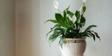 Como cuidar do lírio-da-paz para ter flores bonitas o ano todo