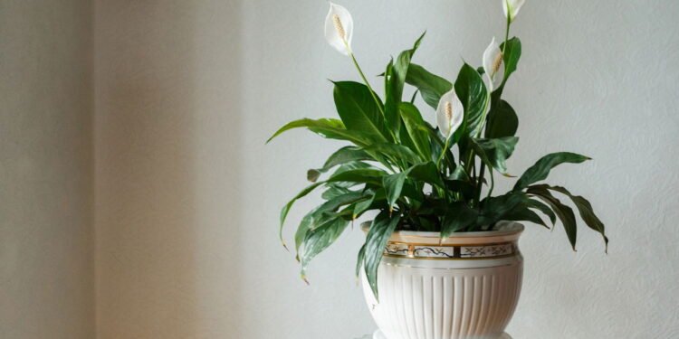 Lírio da paz - Créditos: depositphotos.com / Ok