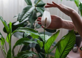 Como cuidar do lírio-da-paz para ter flores bonitas o ano todo