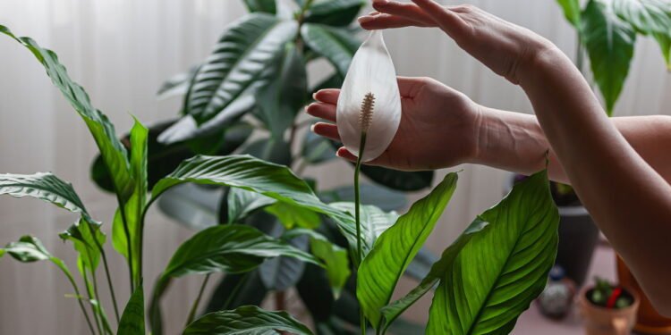 Lírio da paz - Créditos: depositphotos.com / perfectlab