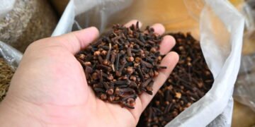 Cultive cravo-da-índia