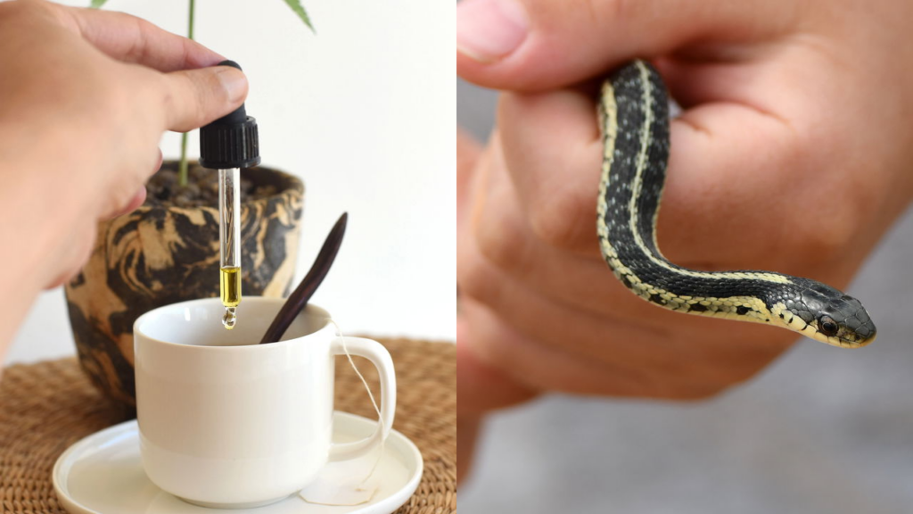 Uso medicinal do veneno