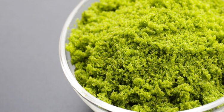 Wolffia - Créditos: depositphotos.com / Bowonpat