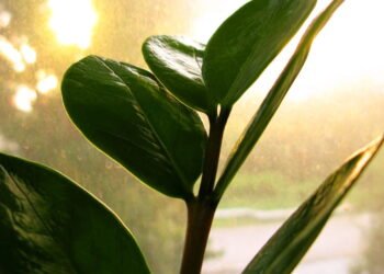 Dicas simples para manter sua Zamioculca bonita e saudável o ano inteiro