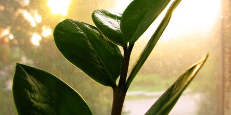 Dicas simples para manter sua Zamioculca bonita e saudável o ano inteiro