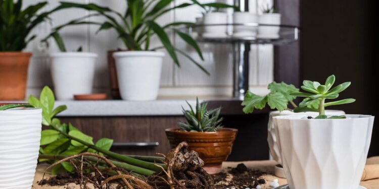 As plantas queridinhas mais recomendadas para quem não tem tempo, mas ama decoração