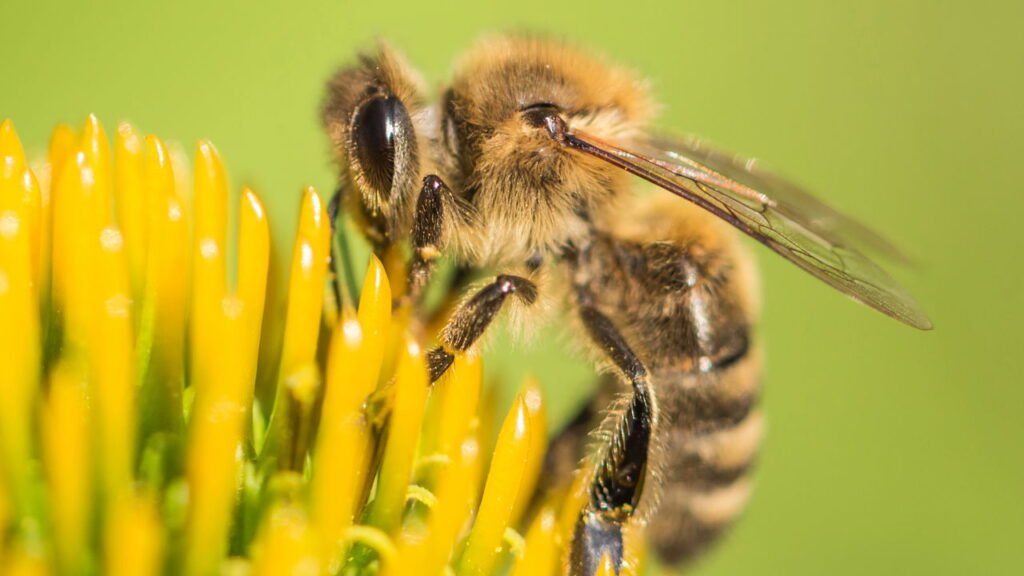 Sem abelhas o planeta poderia entrar em colapso total! Entenda a importância por trás desse pequeno inseto