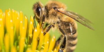 Sem abelhas o planeta poderia entrar em colapso total! Entenda a importância por trás desse pequeno inseto