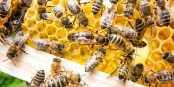 Sem abelhas o planeta poderia entrar em colapso total! Entenda a importância por trás desse pequeno inseto