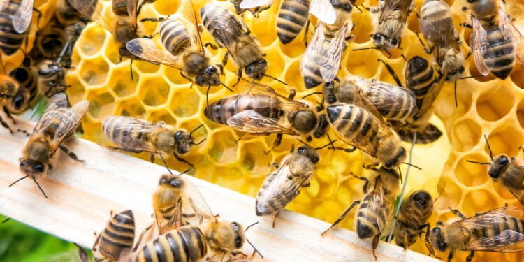 Sem abelhas o planeta poderia entrar em colapso total! Entenda a importância por trás desse pequeno inseto