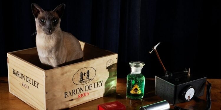 Você sabe o que é a experiência do gato de Schrödinger? Entenda o paradoxo mais famoso da mecânica quântica