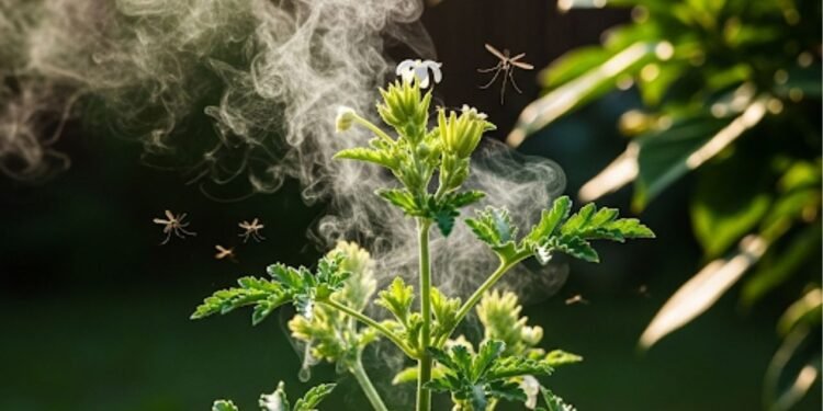 Esta planta comum consegue repelir 90% mais mosquitos que aparelhos elétricos
