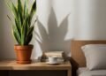 Essa planta custa menos de R$ 20 e pode purificar o ar e melhorar a qualidade do seu sono