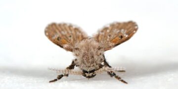 Mosquitinhos no banheiro nunca mais com essas dicas simples e eficazes