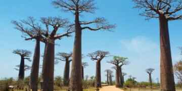 A árvore mais resistente do mundo guarda até 140 mil litros de água