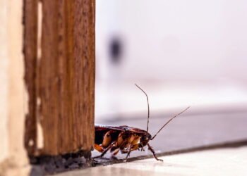 Esses 10 pontos da sua casa podem estar cheios de baratas; veja como ficar livre delas