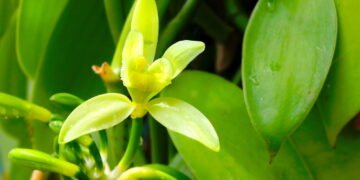 Aprenda a usar vinagre branco para combater pulgões de forma natural, segura e eficaz, protegendo seu jardim de pragas no verão.