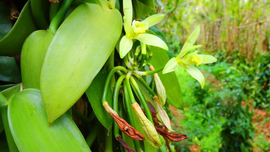 Aprenda a usar vinagre branco para combater pulgões de forma natural, segura e eficaz, protegendo seu jardim de pragas no verão.