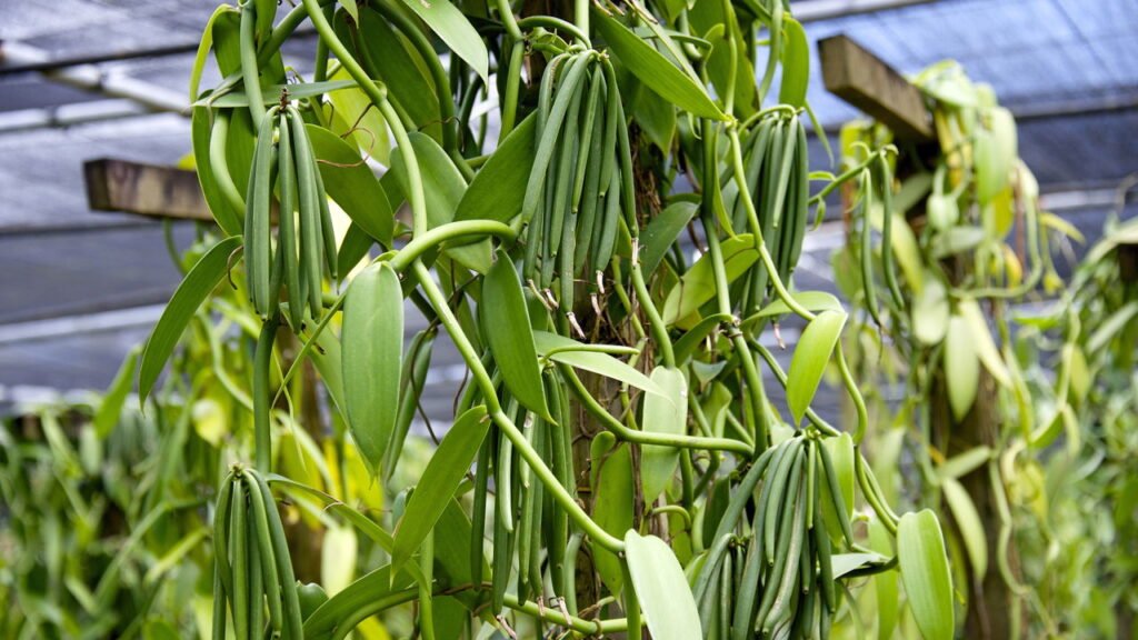 Aprenda a usar vinagre branco para combater pulgões de forma natural, segura e eficaz, protegendo seu jardim de pragas no verão.