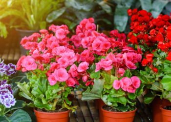 Plantas que crescem só na água e são perfeitas para espaços pequenos