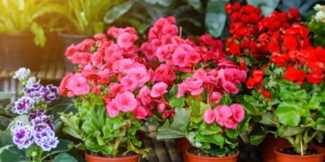 Plantas que crescem só na água e são perfeitas para espaços pequenos