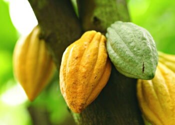 A surpreendente história da árvore que deu origem ao chocolate