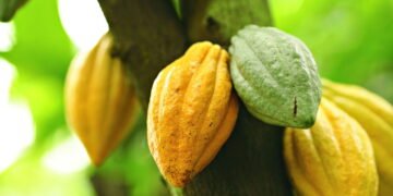 A surpreendente história da árvore que deu origem ao chocolate