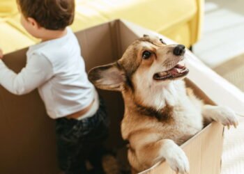 Saiba os benefícios de ter um cachorro em casa, segundo especialistas de Harvard