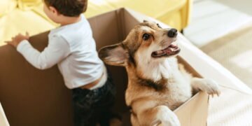 Saiba os benefícios de ter um cachorro em casa, segundo especialistas de Harvard