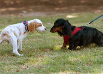 curioso dos cachorros