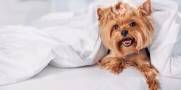 Não gostar de cachorro