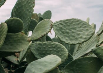 Evite a frustração ao cultivar cactos com estas dicas simples