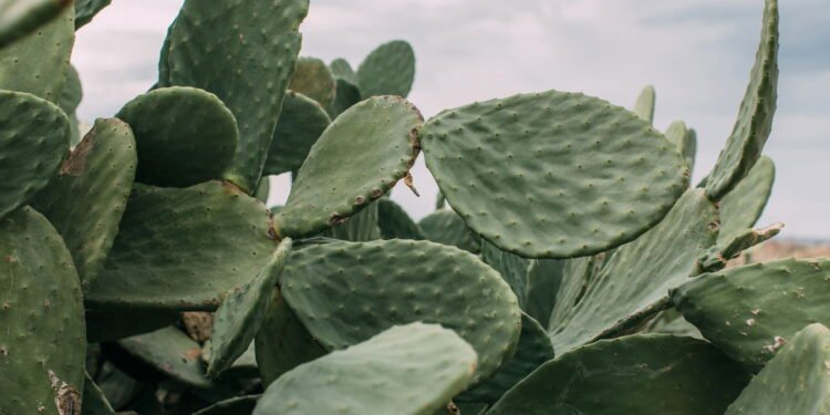 Evite a frustração ao cultivar cactos com estas dicas simples
