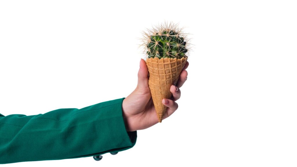 Evite a frustração ao cultivar cactos com estas dicas simples