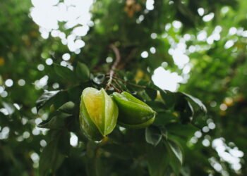 Aprenda a cultivar carambola em vasos e colha estrelas no quintal