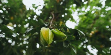 Aprenda a cultivar carambola em vasos e colha estrelas no quintal